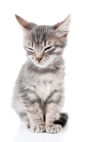 Gatinho cinzento bonito, isolado em branco — Fotografia de Stock