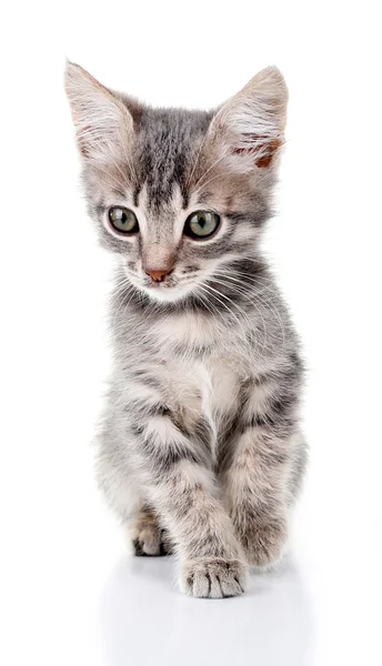 Gatinho cinzento bonito, isolado em branco — Fotografia de Stock