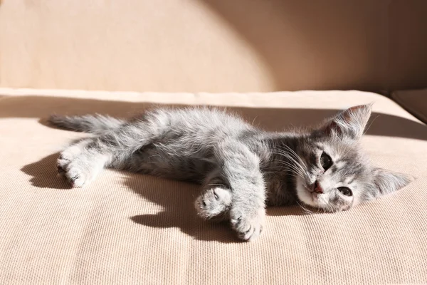 Gatinho cinzento bonito deitado no sofá — Fotografia de Stock