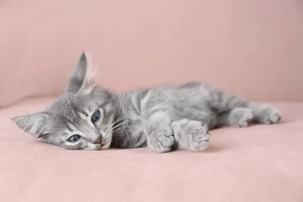 Söt liten grå kattunge liggande på soffan — Stockfoto