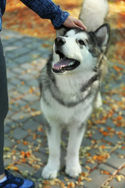 Mladá žena se svým psem v parku — Stock fotografie