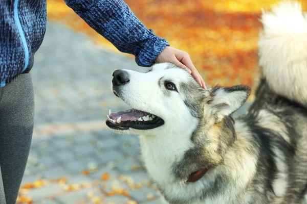 Jonge vrouw met haar hond in park — Stockfoto