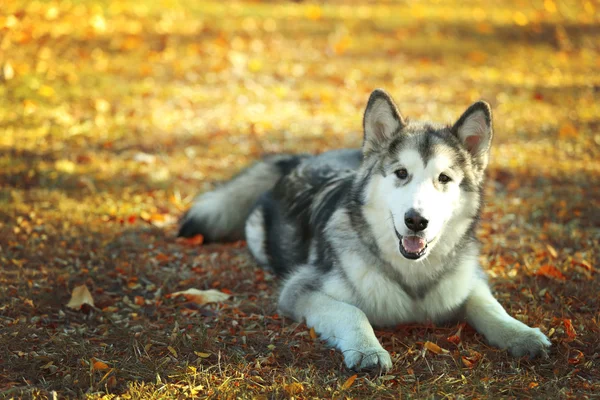 Alaskan malamute im park — Stockfoto