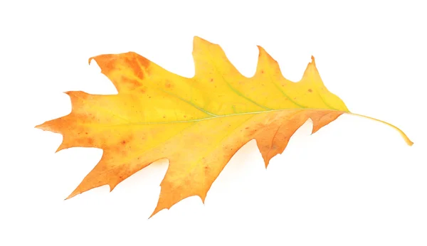 Beautiful autumn leaf, isolated on white — Stock Photo, Image