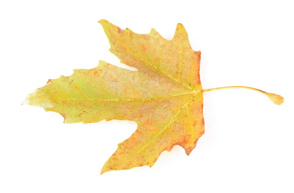 Mooie Herfstblad, geïsoleerd op wit — Stockfoto