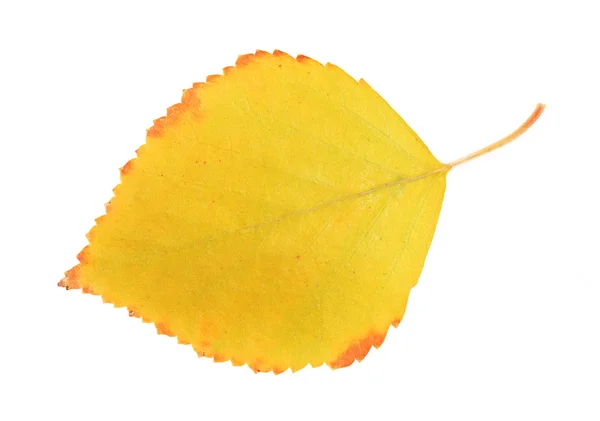 Belle feuille d'automne, isolée sur blanc — Photo