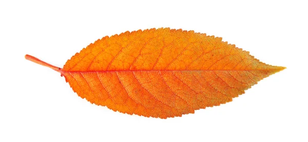 Belle feuille d'automne, isolée sur blanc — Photo