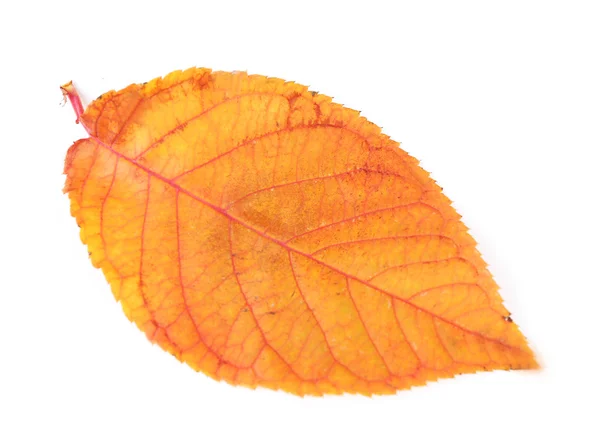 Hermosa hoja de otoño, aislada en blanco — Foto de Stock