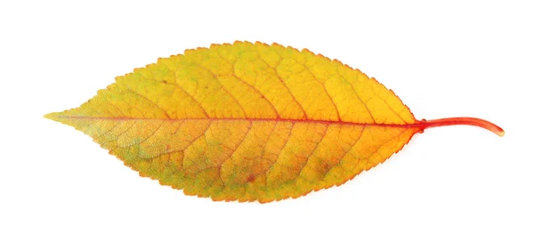 Hermosa hoja de otoño, aislada en blanco — Foto de Stock