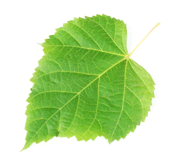 Belle feuille verte, isolée sur blanc — Photo