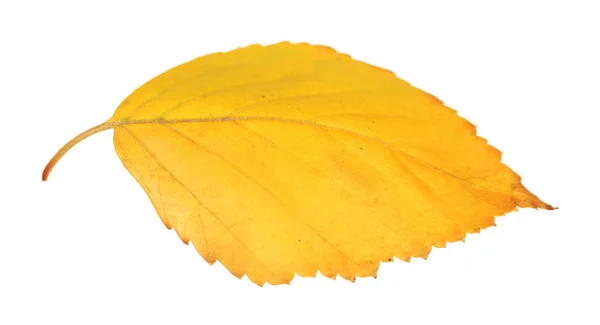 Vackra höst löv, isolerad på vit — Stockfoto