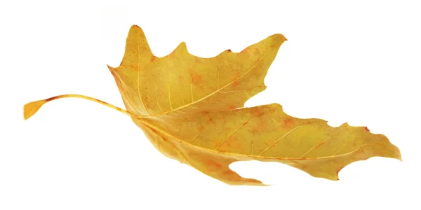 Beautiful autumn leaf, isolated on white — Stock Photo, Image
