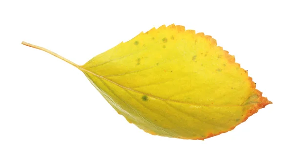 Hermosa hoja de otoño, aislada en blanco — Foto de Stock