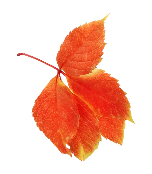 Bela folha de outono, isolado em branco — Fotografia de Stock