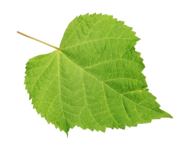 Belle feuille verte, isolée sur blanc — Photo