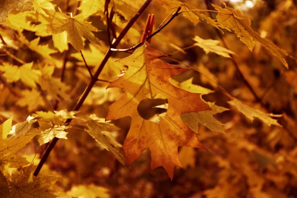 Folha de outono com coração, ao ar livre — Fotografia de Stock