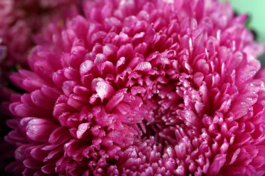 Mor çiçeği krizantem, makro