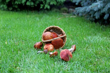 Yeşil çimenlerin üzerinde mantar sepeti