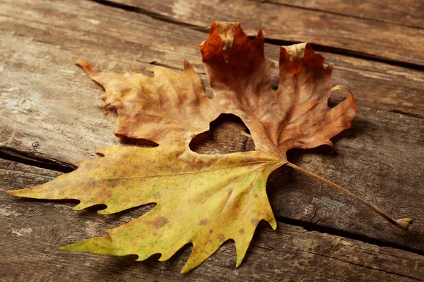 Feuille d'automne séchée avec coeur découpé — Photo