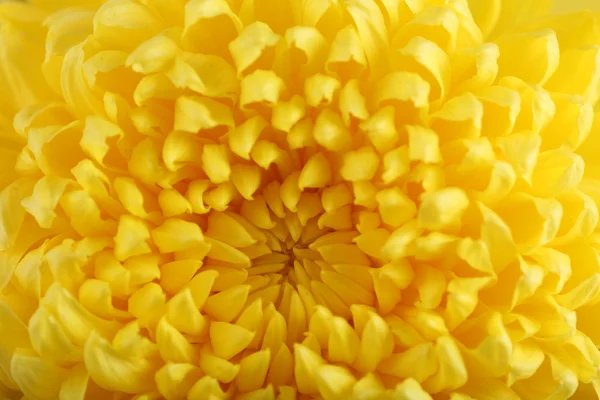 Tender yellow chrysanthemum, macro — Stock Photo, Image