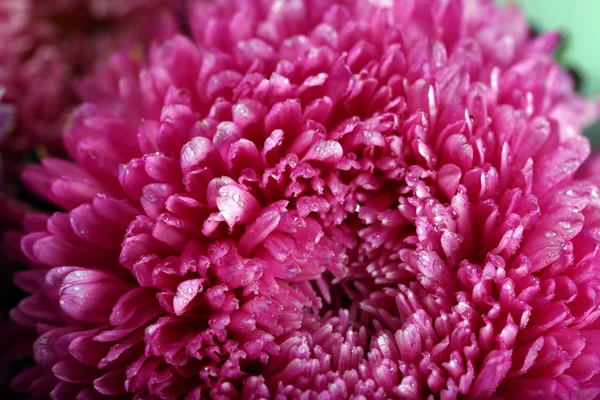 Pretty purple blossom chrysanthemum, macro — Stock Photo, Image