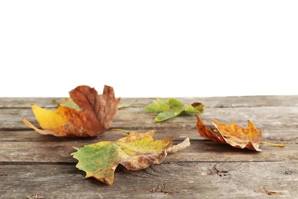 Feuilles d'érable d'automne — Photo