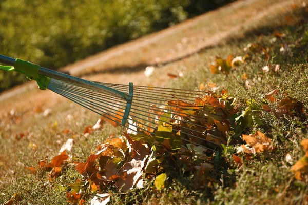 Feuilles tombées et râteau — Photo