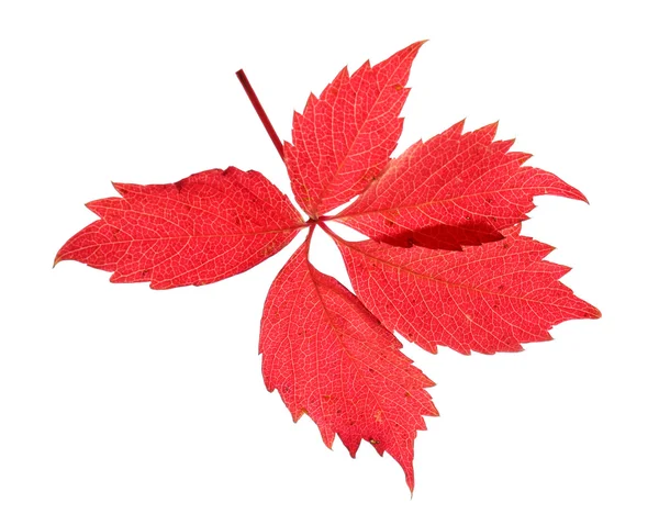 Rote Blätter isoliert auf weißem Grund — Stockfoto