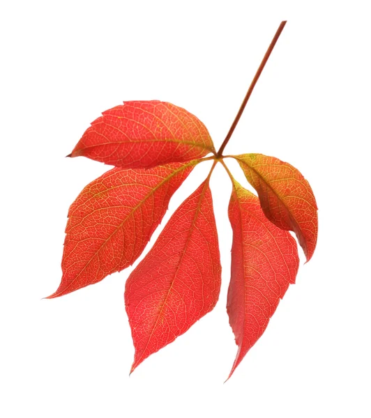 Feuilles rouges isolées sur blanc — Photo