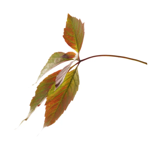 Krásné podzimní listí izolovaných na bílém — Stock fotografie
