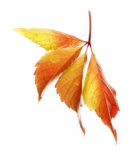 Lindas folhas de outono isoladas em branco — Fotografia de Stock
