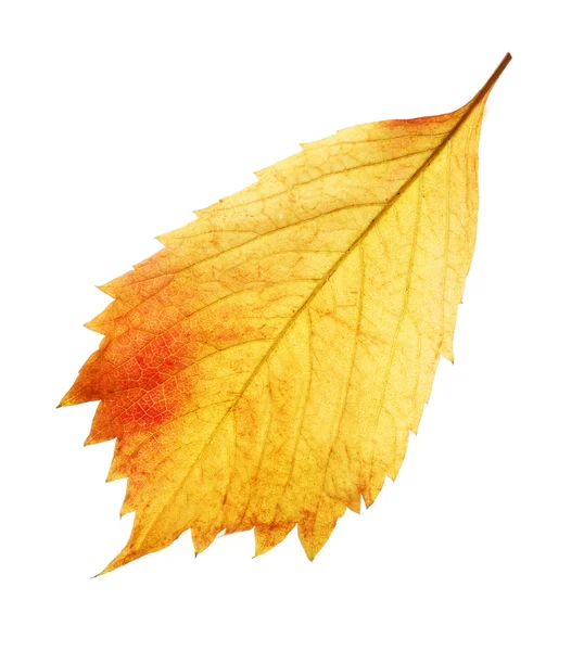 Feuille jaune automne isolée sur blanc — Photo