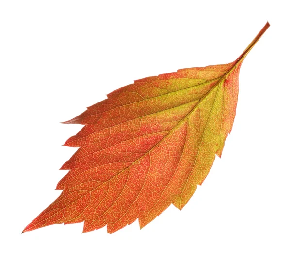 Feuille rouge et jaune d'automne isolée sur blanc — Photo