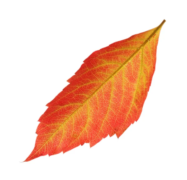 Hoja roja y amarilla de otoño aislada sobre blanco — Foto de Stock