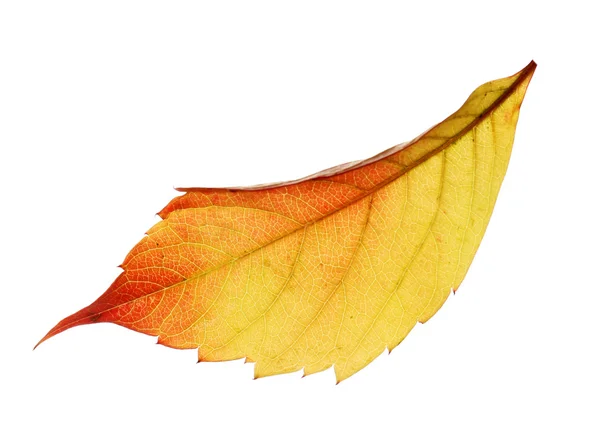 Hoja amarilla de otoño aislada en blanco — Foto de Stock