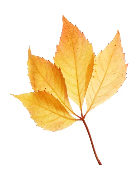Herbstgelbe Blätter isoliert auf Weiß — Stockfoto