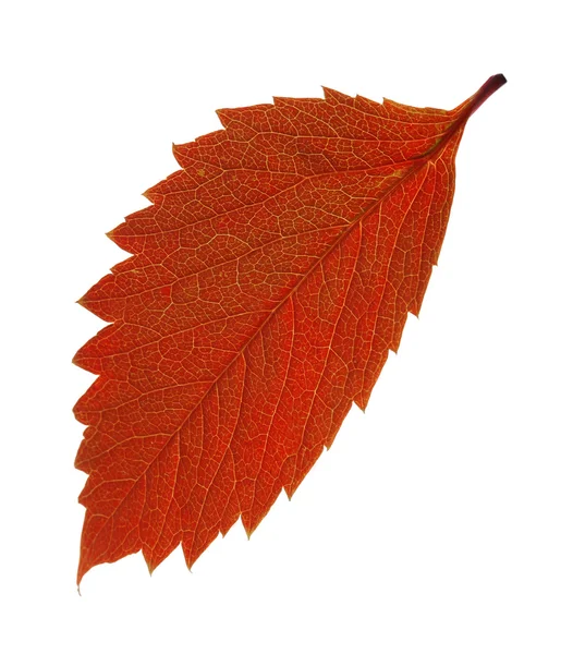 Herbst braunes Blatt isoliert auf weiß — Stockfoto