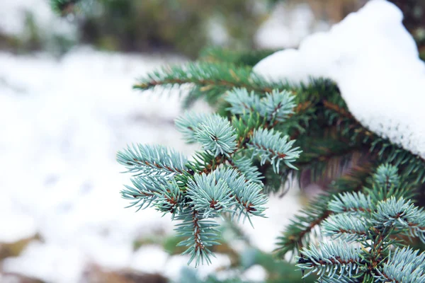 Cubierto con la rama de la nieve del abeto — Foto de Stock