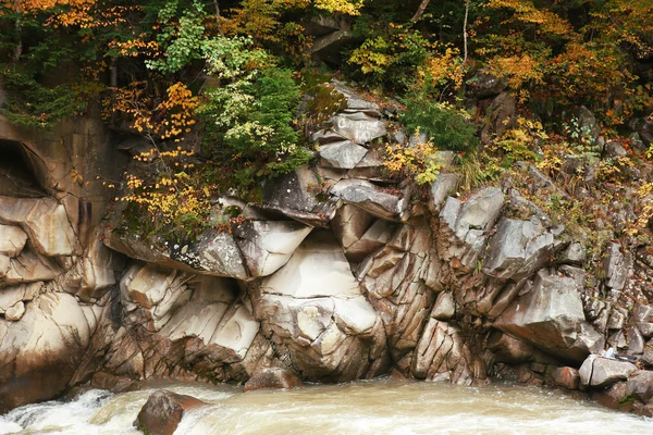 Floden flyter genom skogen — Stockfoto