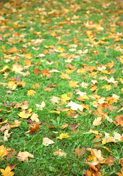 Feuilles d'automne tombées sur l'herbe — Photo