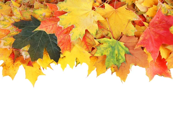 Ram av höstens lönn lämnar med kopia utrymme på vit bakgrund — Stockfoto
