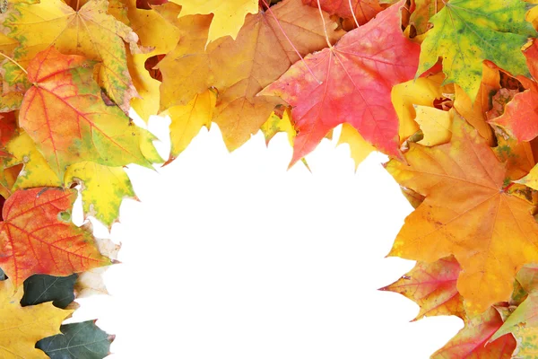 Frame of autumn maple leaves with copy space on white background — Stock Photo, Image