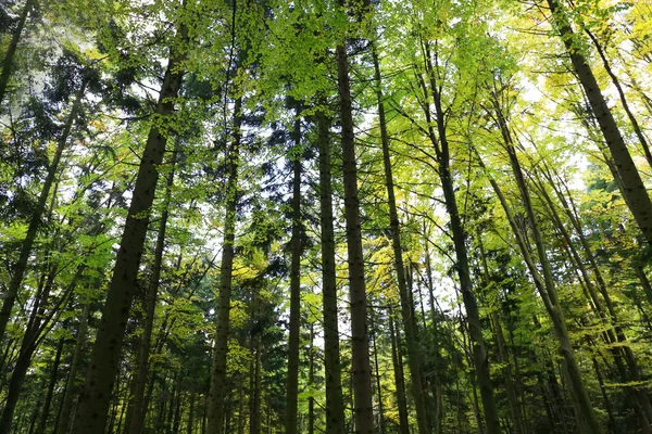 Árboles altos en el bosque — Foto de Stock