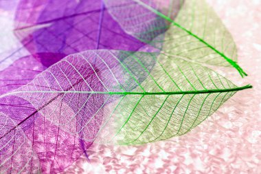 iskelet yaprakları arka plan