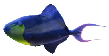 Beyaz egzotik balık