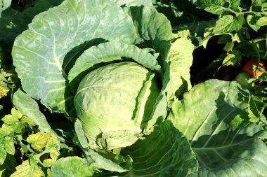 Bahçede lahana yetişiyor.