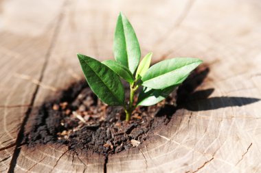 Güzel fide Merkezi bagaja yeni hayat bir kavram olarak büyüyen