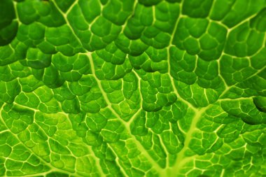Yaprak savoy lahana arka plan, makro
