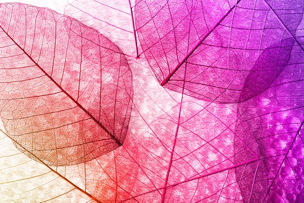 iskelet yaprakları arka plan