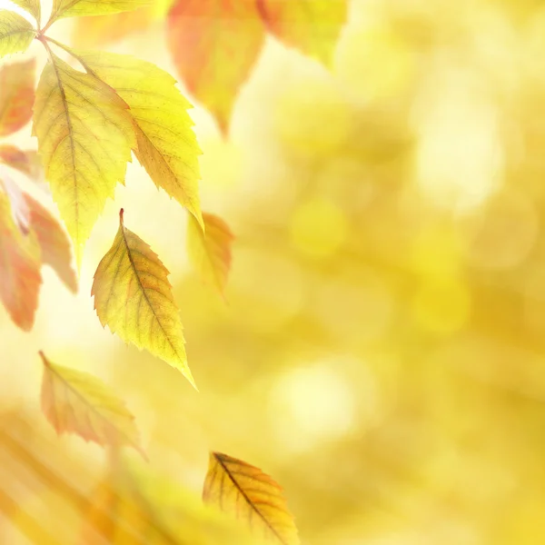 Herfstbladeren op natuur achtergrond — Stockfoto